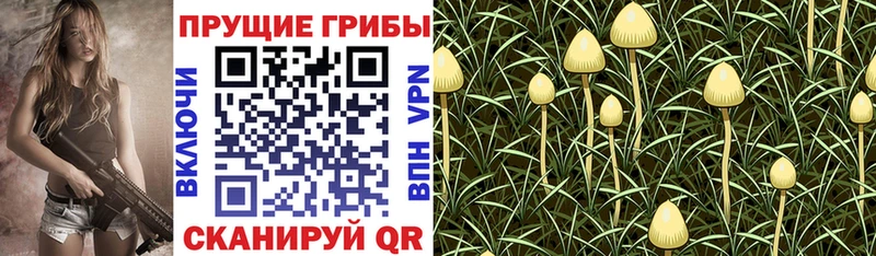 сколько стоит Новороссийск ссылка на мегу ссылки Псилоцибиновые грибы ЛСД